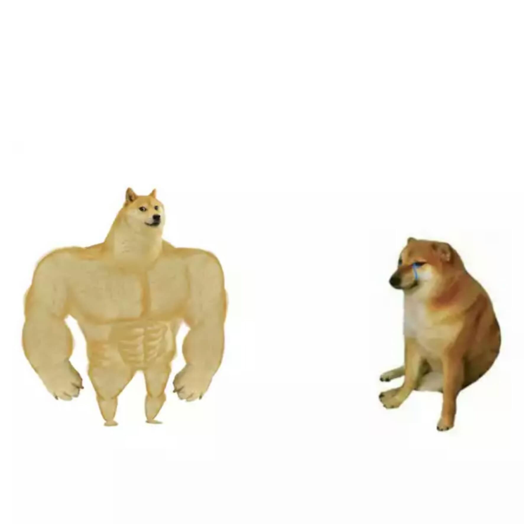 Bodybuilder dog and weak dog meme template