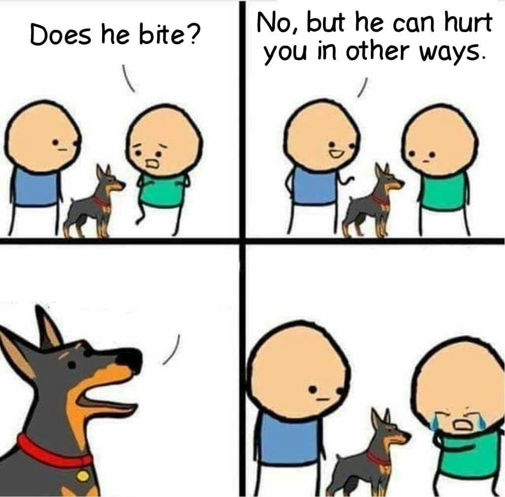 Does he bite meme template