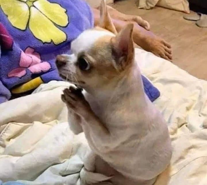 Dog praying meme template