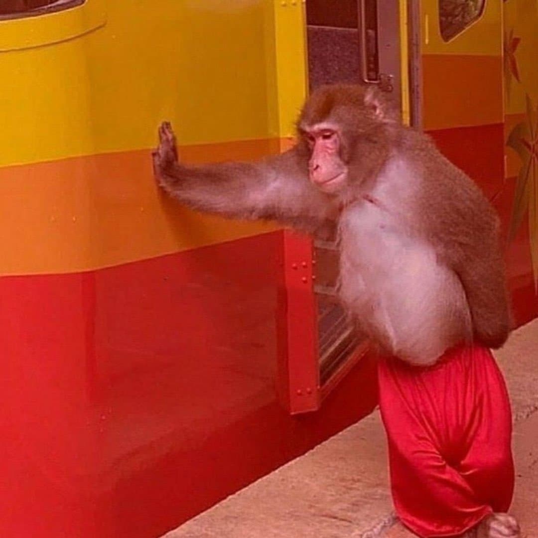 Monkey in tension meme template
