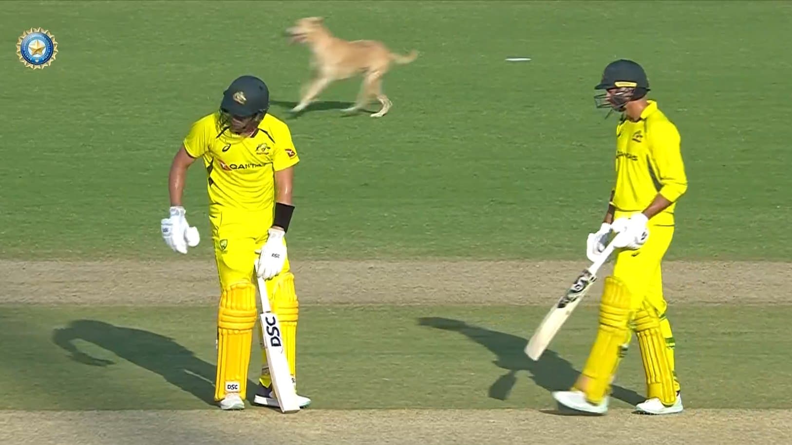 Dog in Australia match meme template