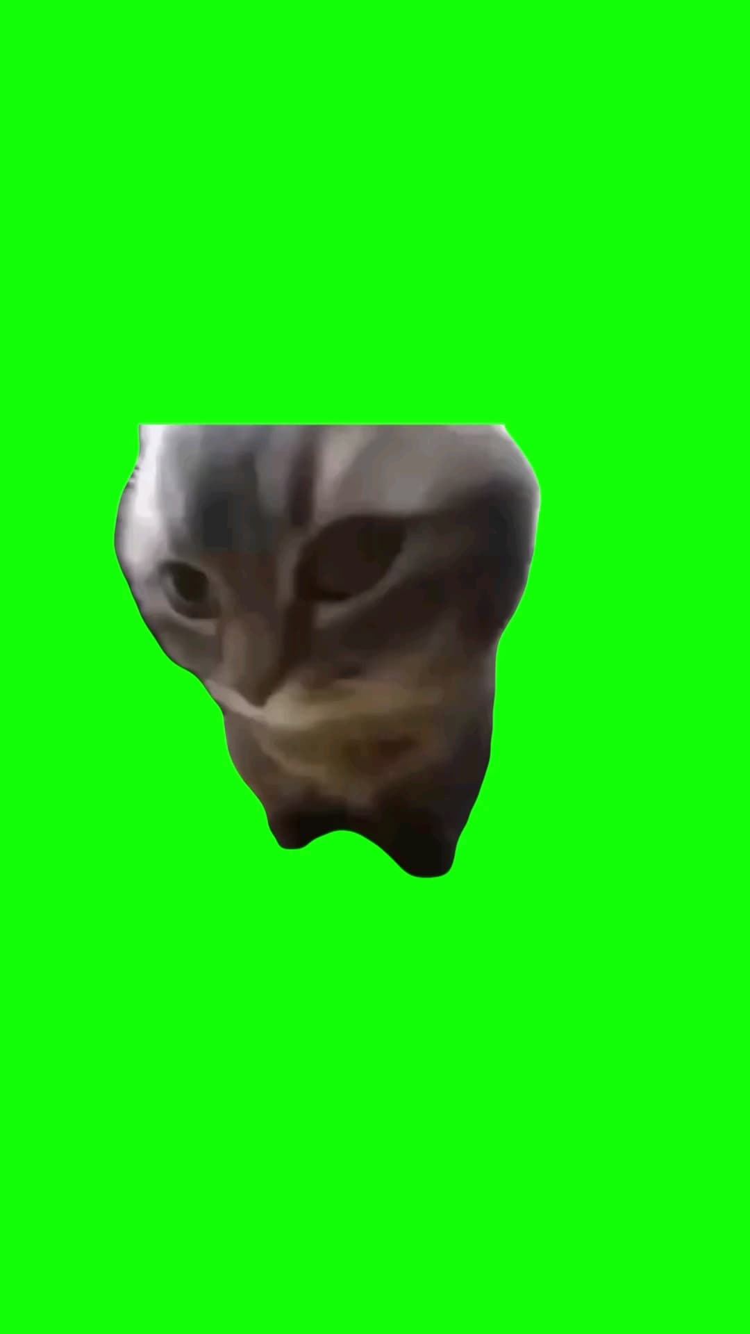 Chip chipi chapa chapa cat meme template