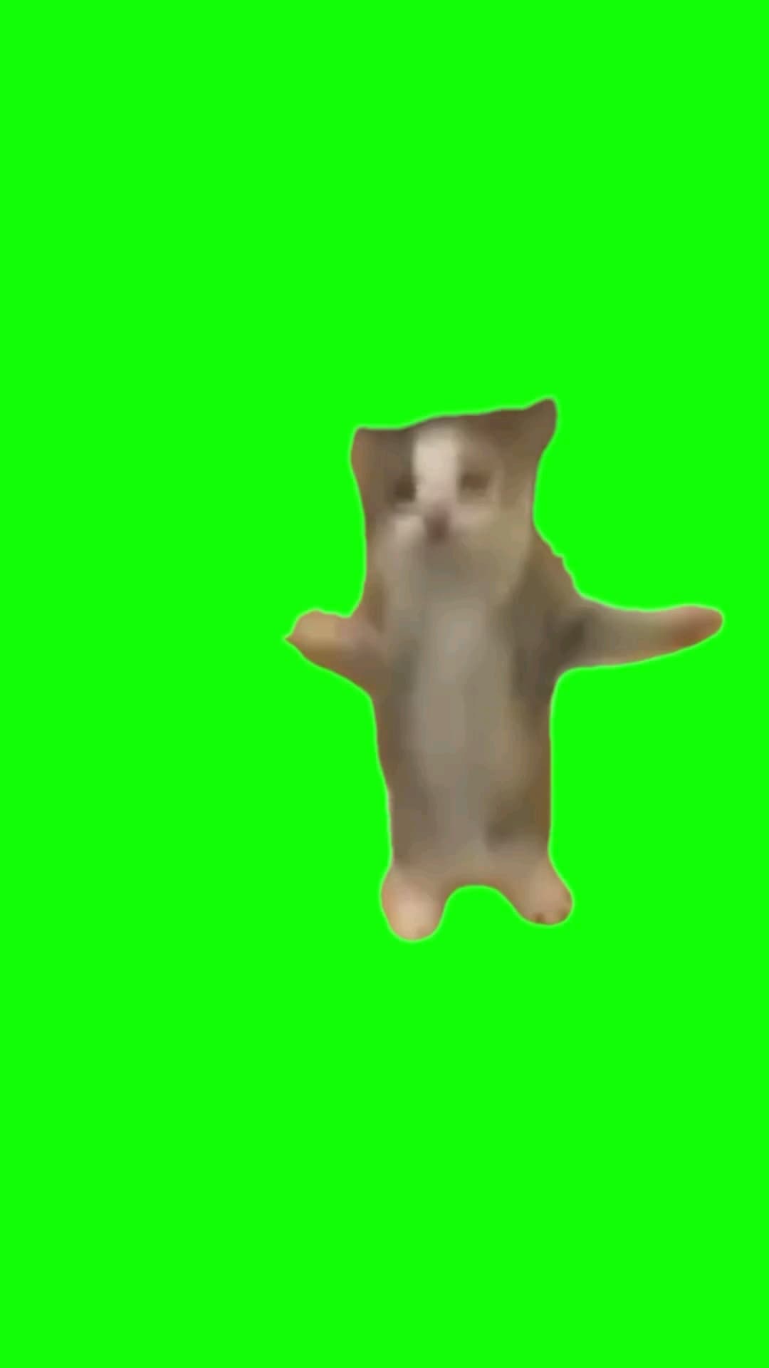Jumping cat meme template