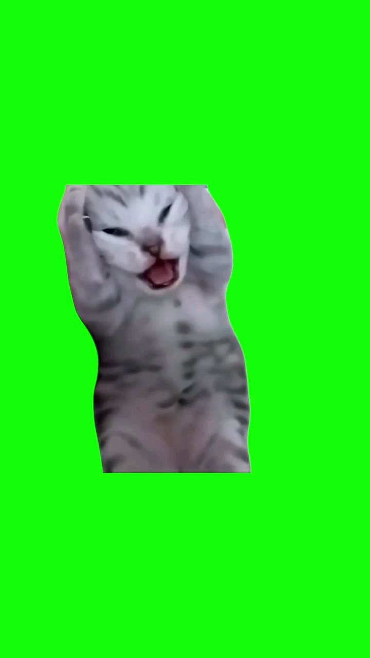 Screaming cat meme template