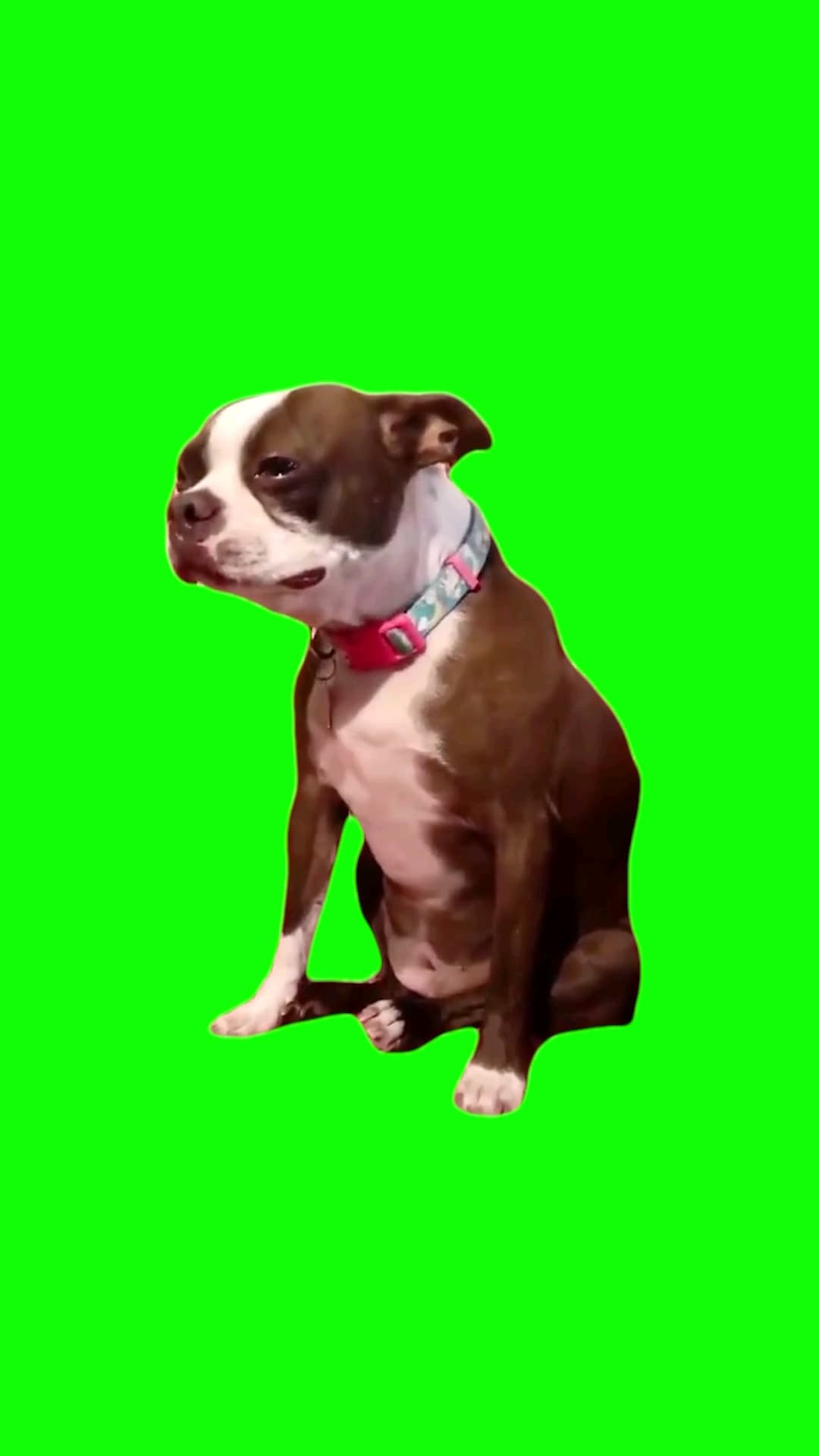 Crying dog meme template