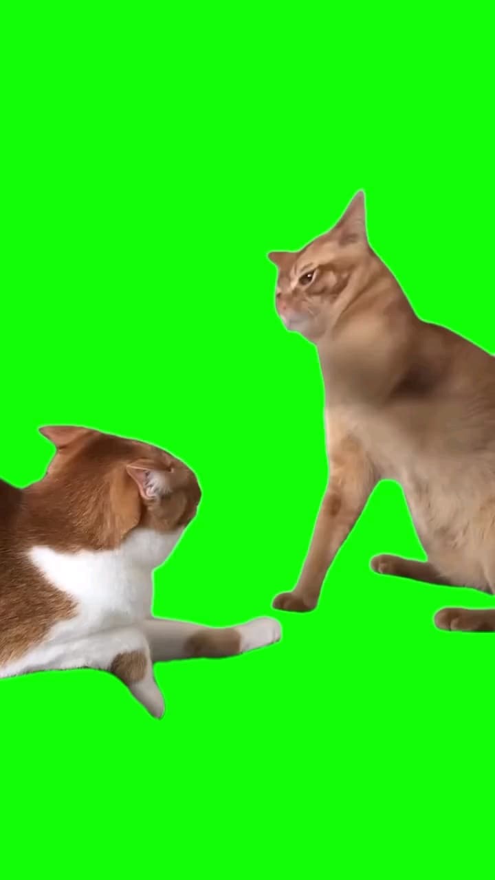 Cat beating another cat meme template