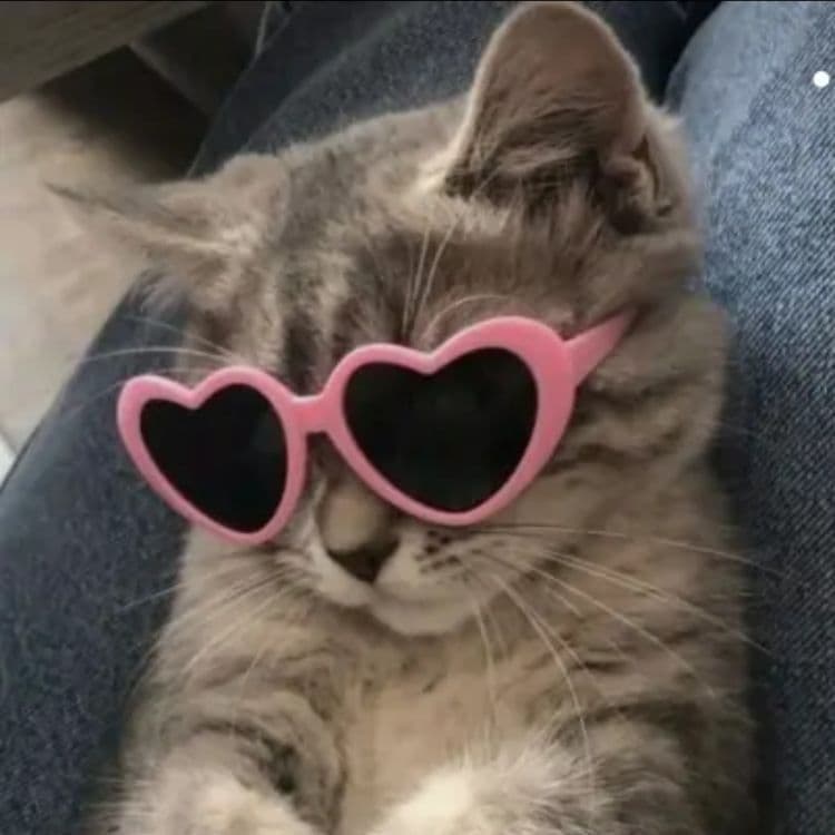 Cat wearing heart glasses meme template