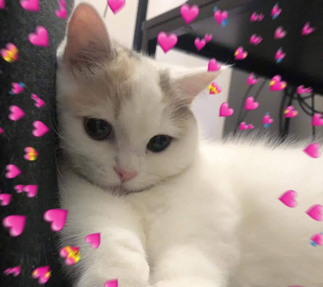 Cat waiting with hearts meme template