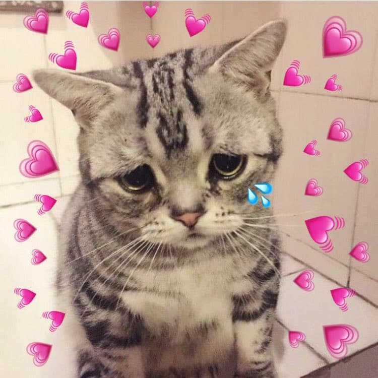 Cat crying with hearts meme template