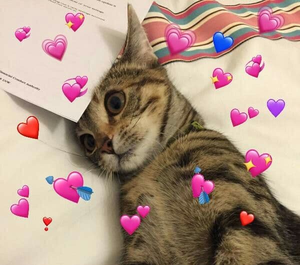 Cat on bed with hearts meme template