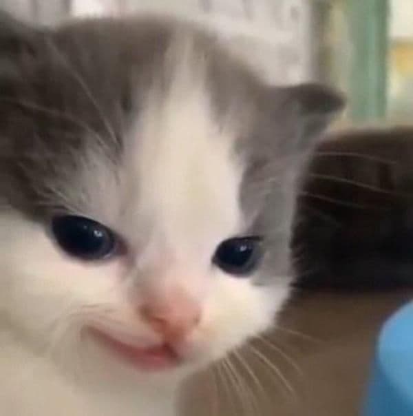 Hehe cat meme template