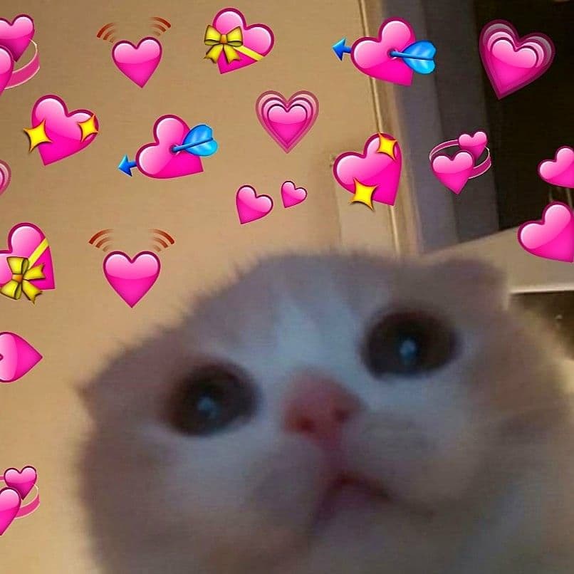 Cat looking shocked with hearts meme template