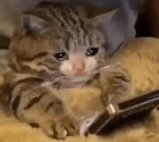 Cat crying while seeing photo meme template