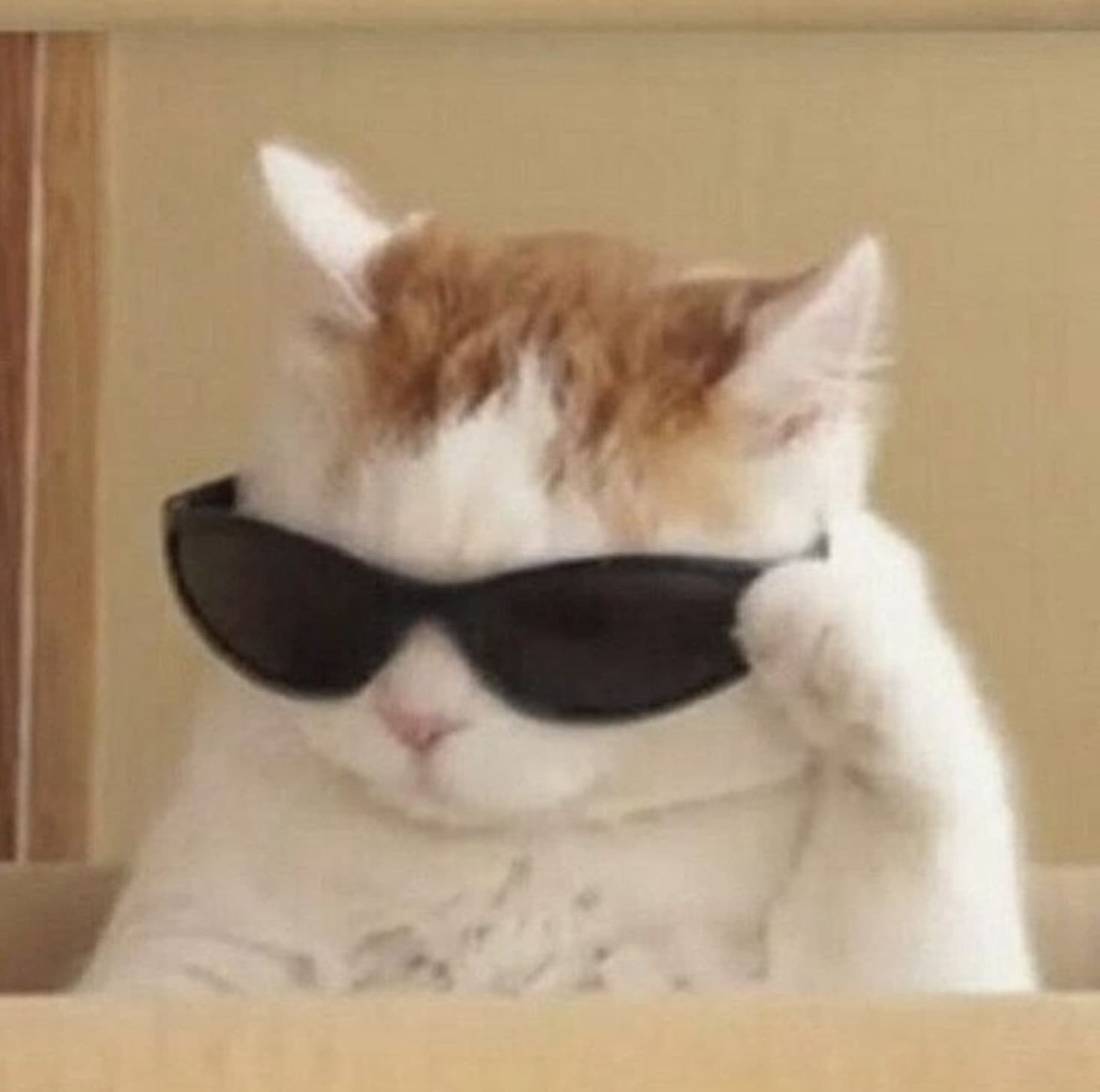 Cat smart glasses meme template