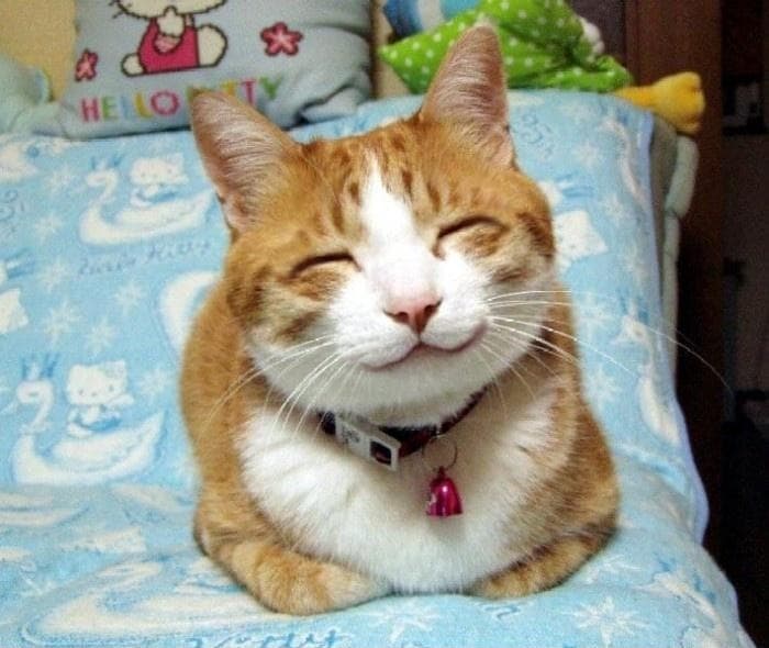 Cat cute smiling meme template