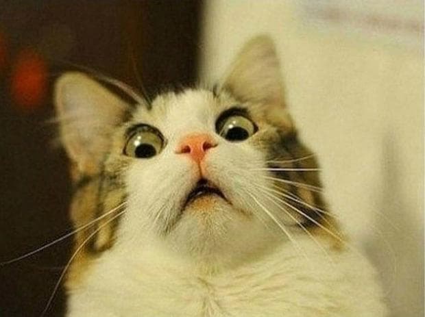 Cat more shocked meme template
