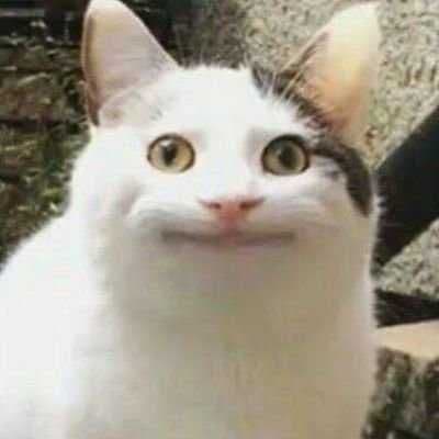Cat looking weirdly meme template