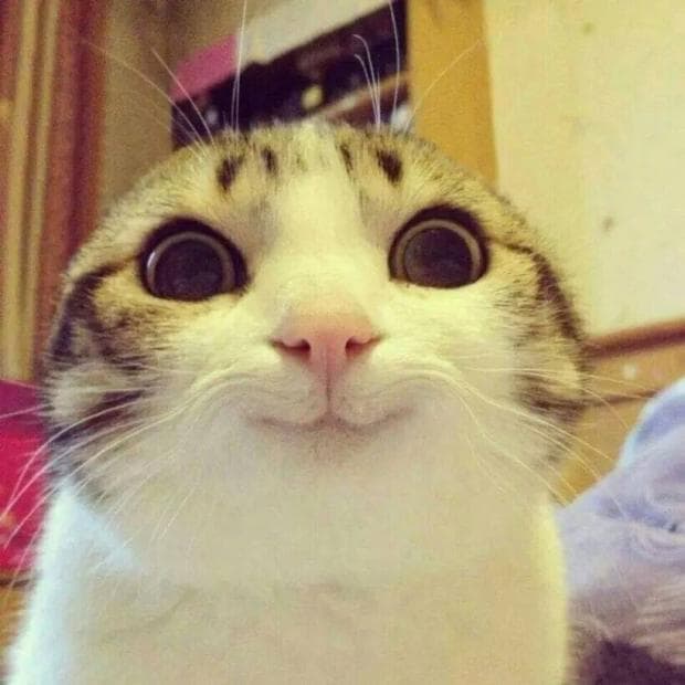 Cat cute smiling meme template