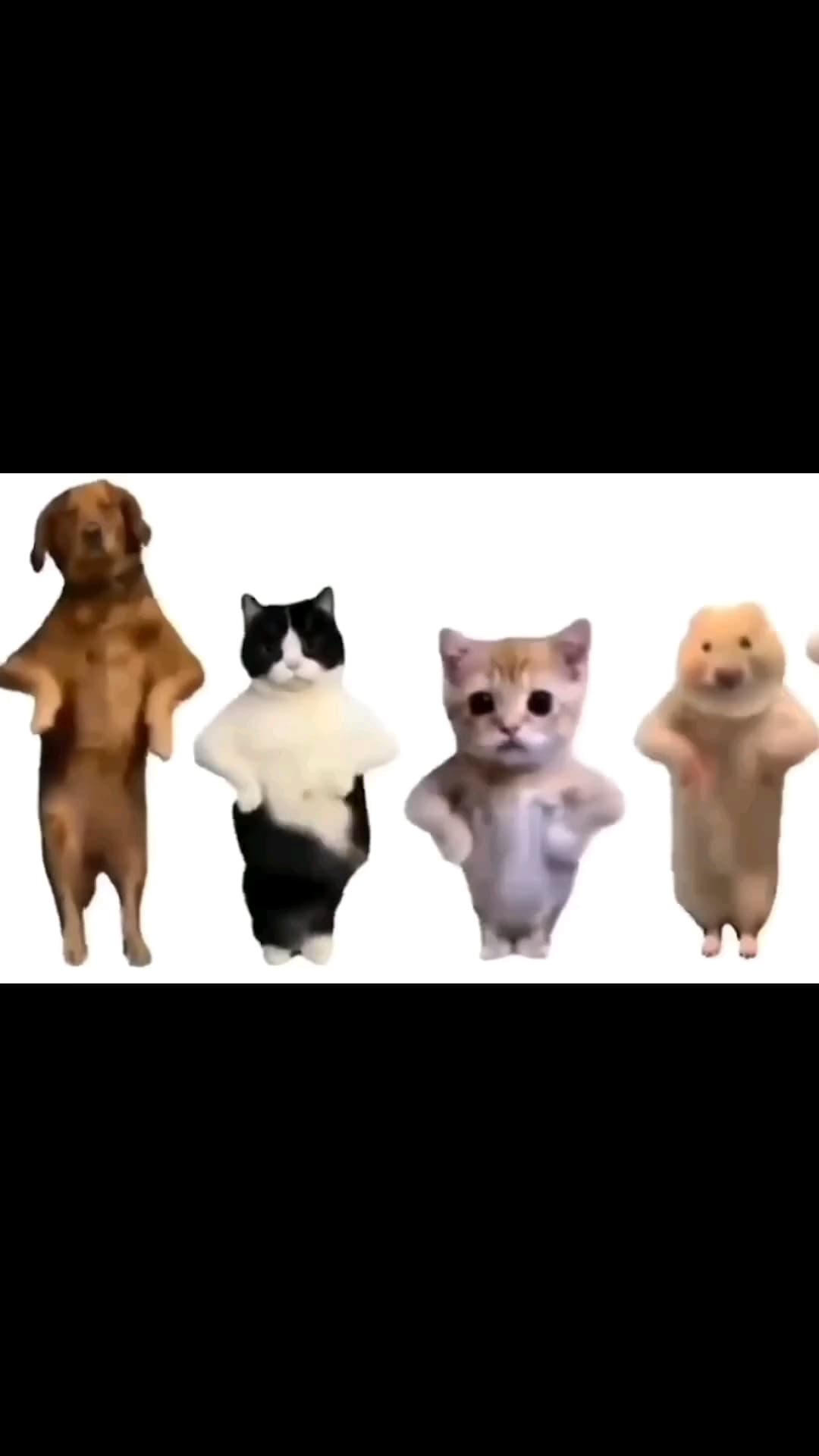 Cat and doggie dance meme template