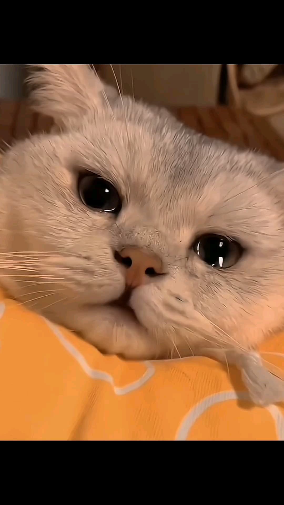 Cat sad crying meme template