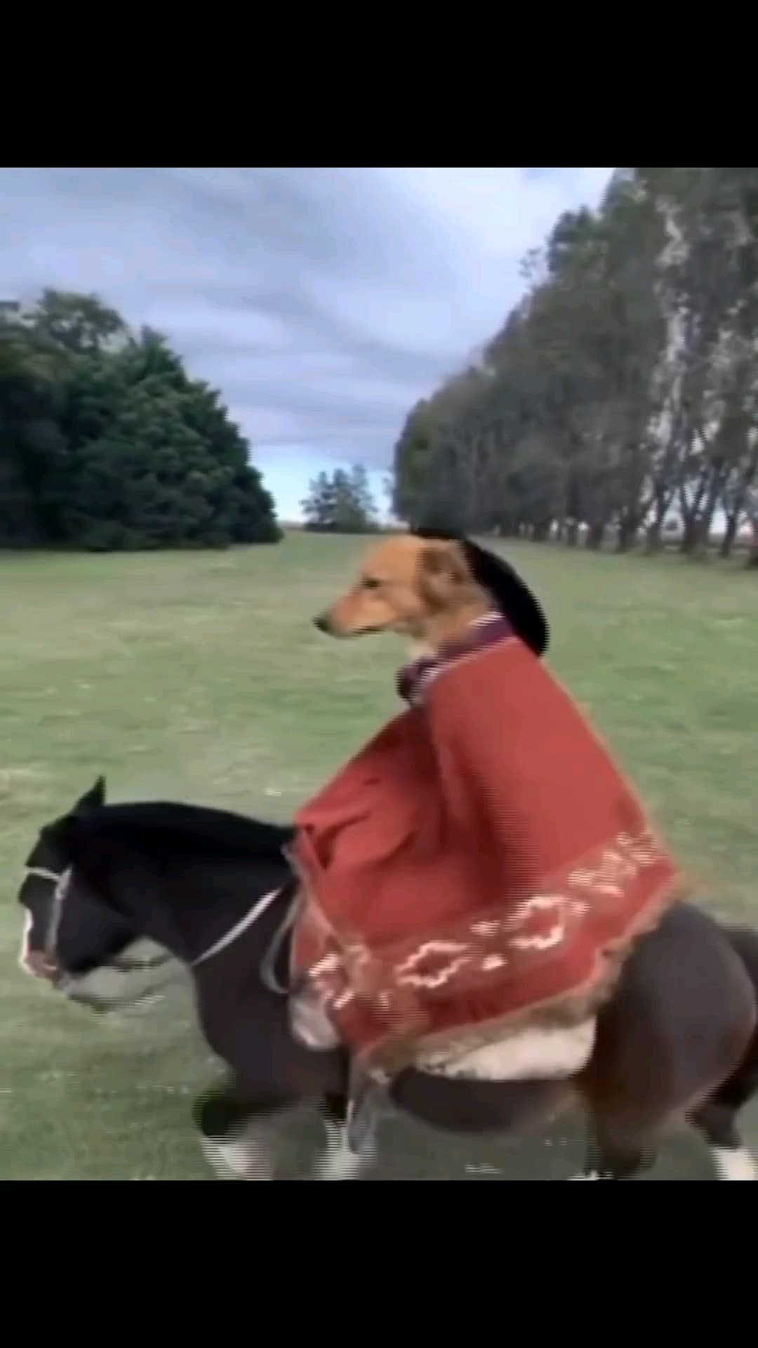 Dog on horse meme template