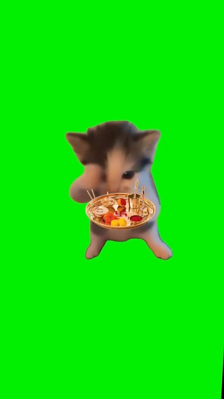 Meow cat giving aarti green screen meme template